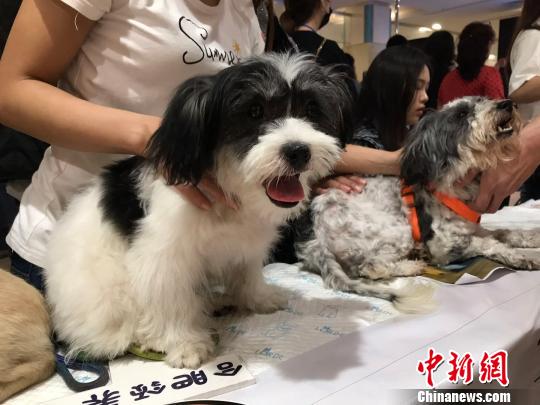 22日,合肥领养日活动上待领养的宠物狗。 刘鸿鹤 摄 22日,合肥领养日活动上待领养的宠物狗。 刘鸿鹤 摄