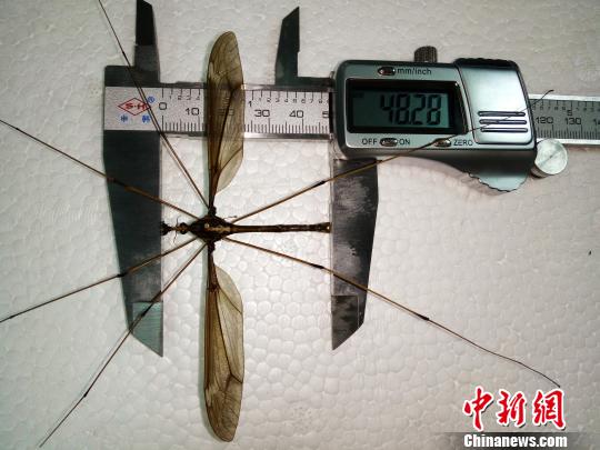 蚊子标本。 赵力 摄 蚊子标本。 赵力 摄