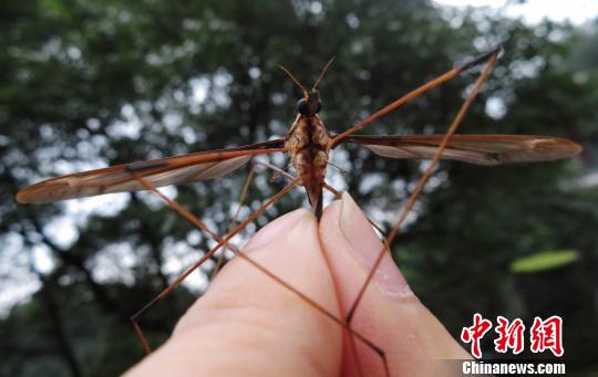 蚊子活体。 赵力 摄 蚊子活体。 赵力 摄