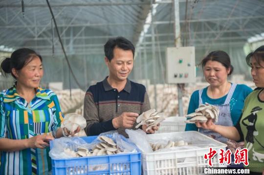 “游子支书”杨昌喜指导村民种植食用菌。 杜欣 摄 “游子支书”杨昌喜指导村民种植食用菌。 杜欣 摄